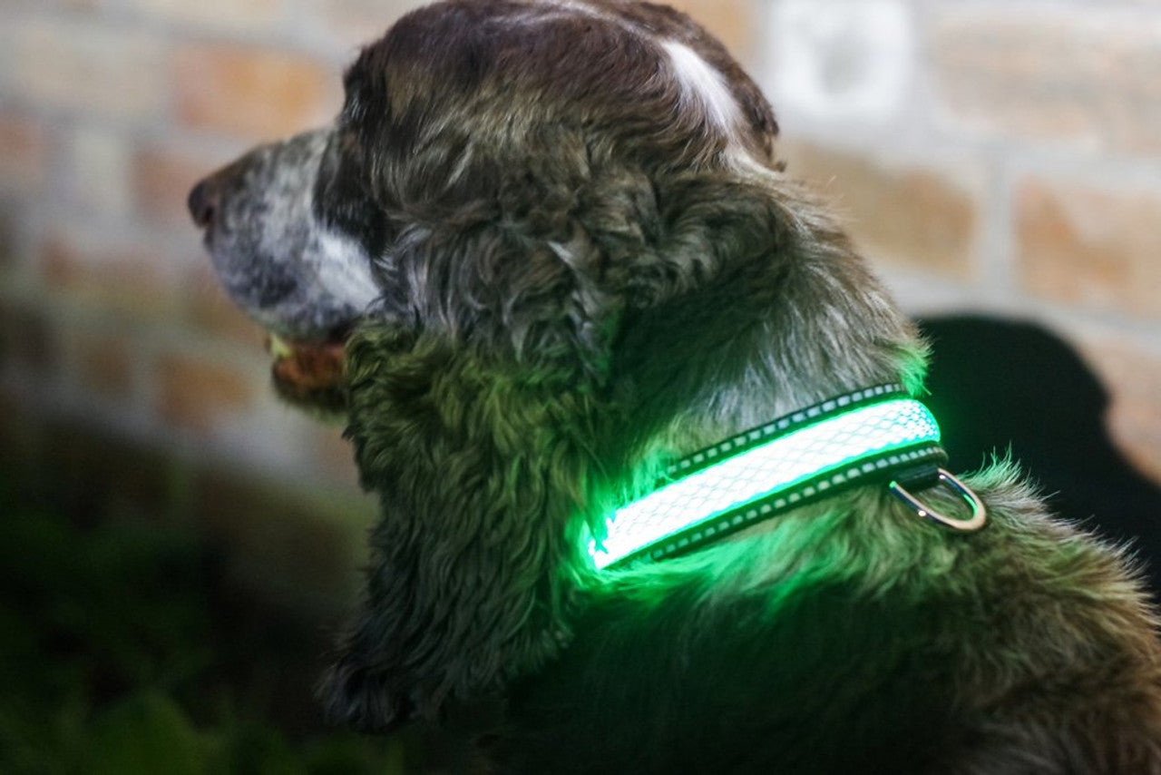 Dog Glowing Collar